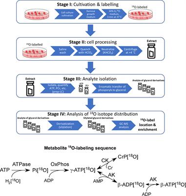 Stable Isotope Tracing Uncovers Reduced γ/β-ATP Turnover and Metabolic Flux Through Mitochondrial-Linked Phosphotransfer Circuits in Aggressive Breast Cancer Cells